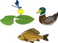 Set of inhabitants of pond dragonfly on yellow water-lily flower, wild duck and crucian fish